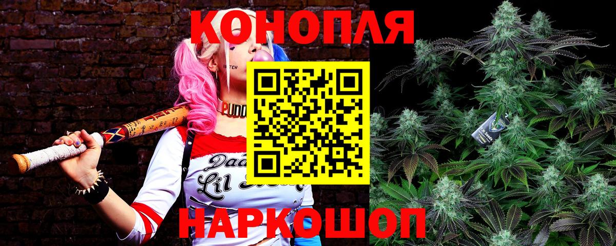 Каннабис планчик Отрадный